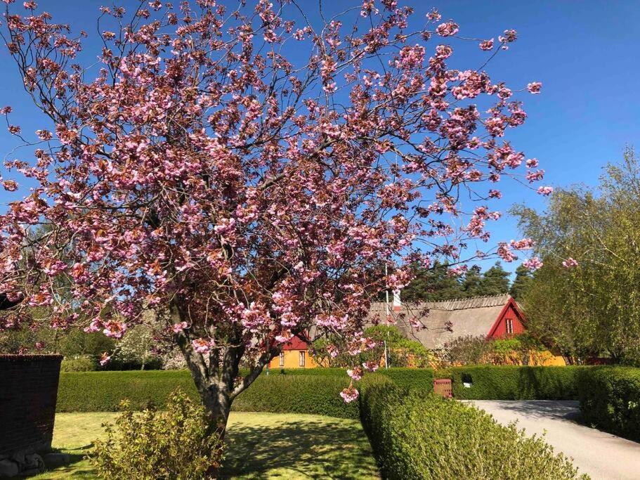 Villa Lyckehusen Loddekopinge Bagian luar foto